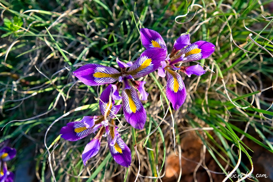 Ирис критский (латинское название Iris cretensis)