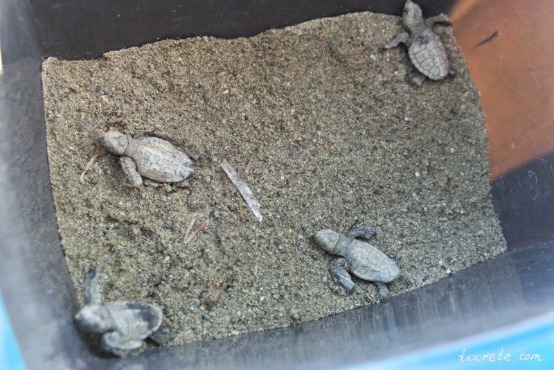 Раскопки черепах на пляже Агия Марина. 21 августа 2018