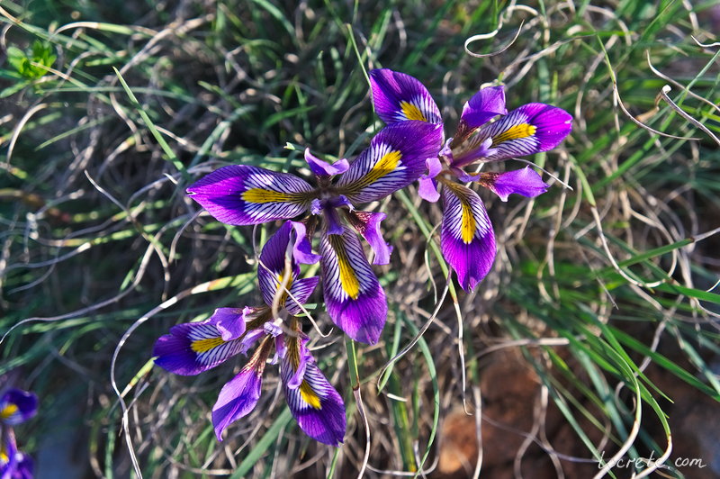 Ирис Кретенсис (Iris Cretensis Janka). Весенний Крит