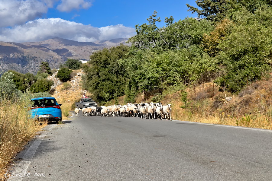 Овцы на Крите. Долина Амари