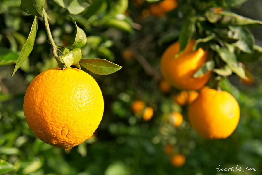 Апельсины на Крите. Зима 2018