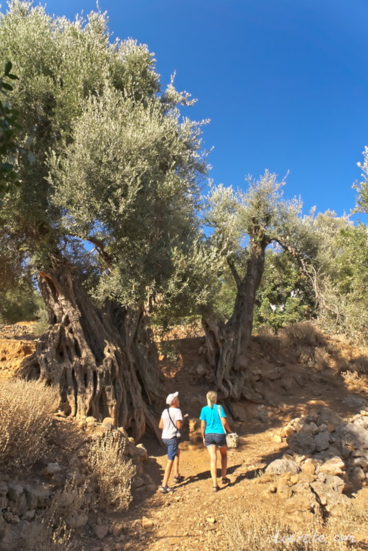 Тысячелетние оливковые деревья на острове Крит