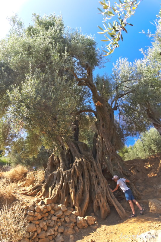 Оливковое дерево возрастом 4000 лет. Западный Крит, район Керамья