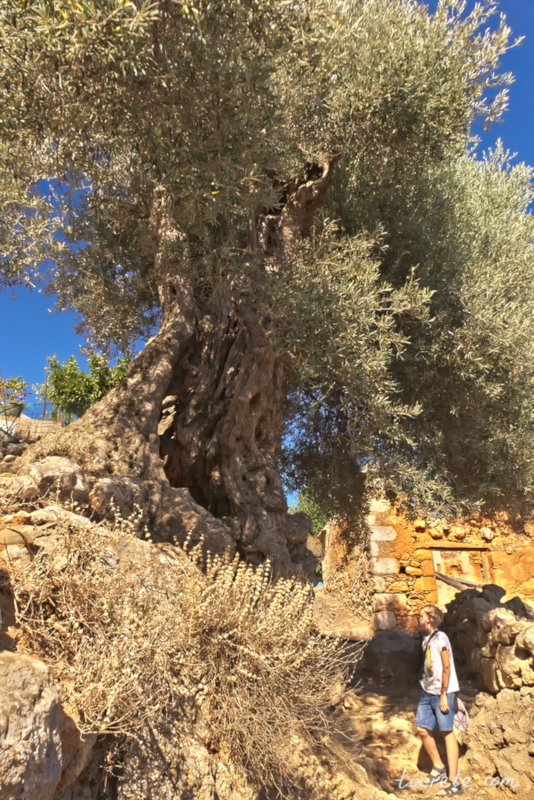 Роща старых оливковых деревьев. Западный Крит, район Керамья