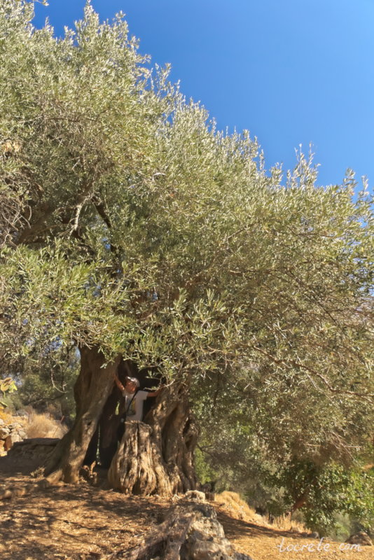 Роща старых оливковых деревьев. Западный Крит, район Керамья