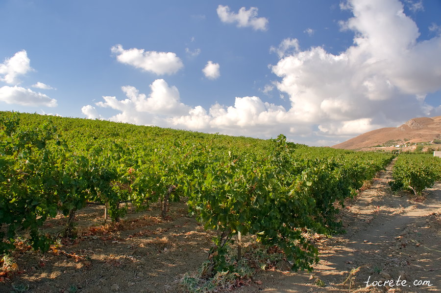 Виноградники на Крите. Арханес