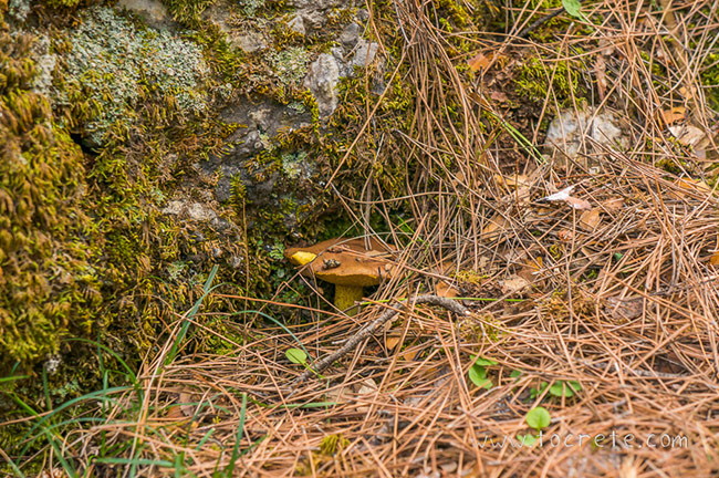 Грибы в лесу Крустас. Крит (Mushrooms in Kroustas forest. Crete)