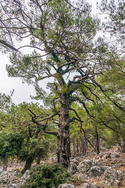 Вековые деревья в парке Крустас