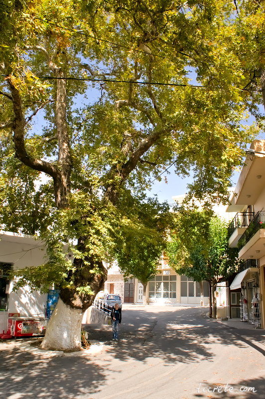 Огромный платан на центральной площади в деревне Аксос на Крите