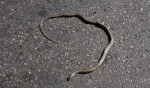 Змея, которую мы встретили на Крите
