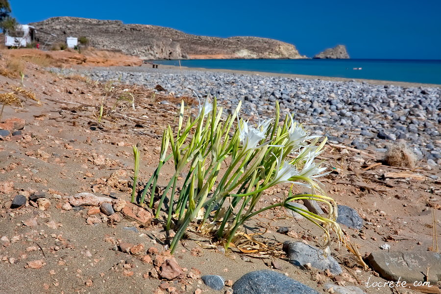 Панкраций морской или Морской нарцисс