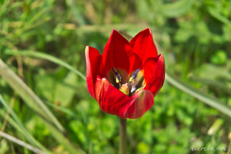 Красный тюльпан (Tulipa doerfleri)