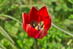 Красный тюльпан (Tulipa doerfleri)