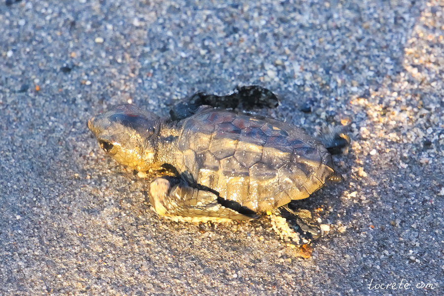 Черепаха Каретта каретта на Крите (Логгерхед)