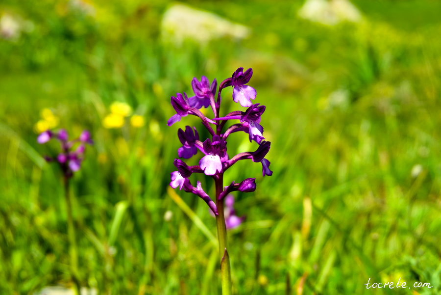 Ятрышник рыхлоцветный (Orchis laxiflora). Растение семейства Орхидных