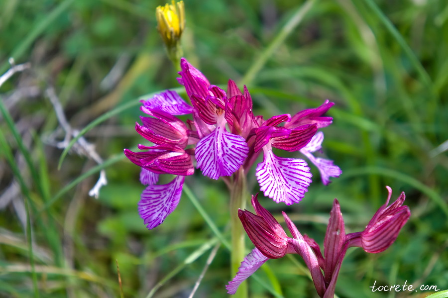 Дикая орхидея - бабочка на Крите (Anacamptis papilionacea)
