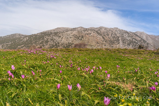 Тюльпаны на острове Крит