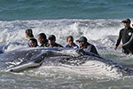 Операция по спасению кита на пляже Каравовриси