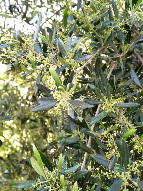 Оливковое дерево весной. 17 апреля 2019