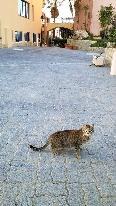 Критские кошки