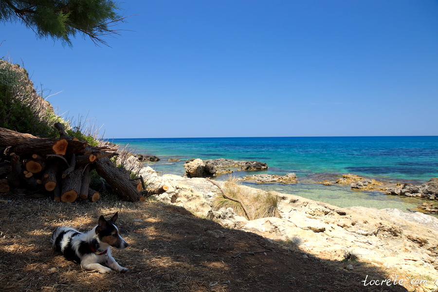 21 июня 2019. На Крит с собакой