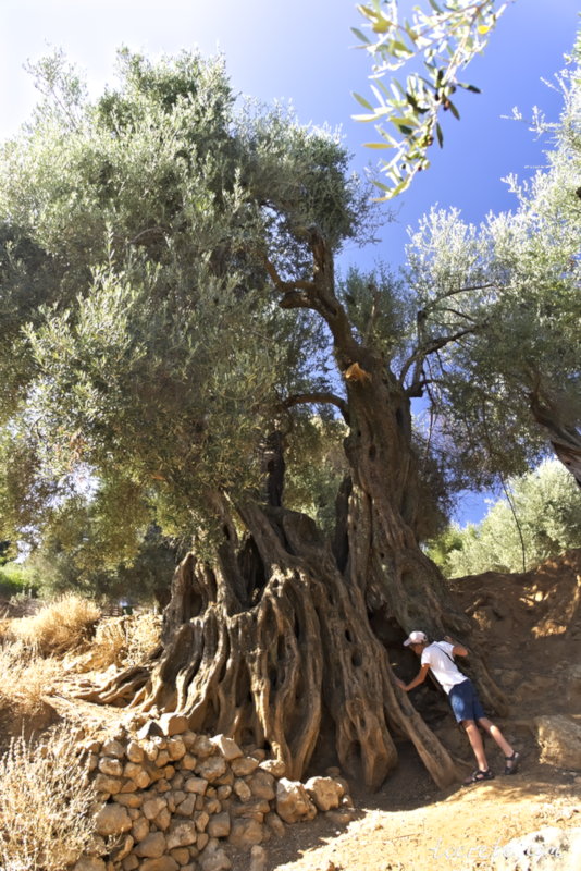 Старинное оливковое дерево возрастом около 4000 лет. Крит сегодня: 21 августа 2018