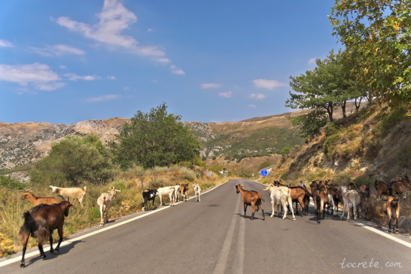 Козы на дорогах Крита. 26 августа 2018