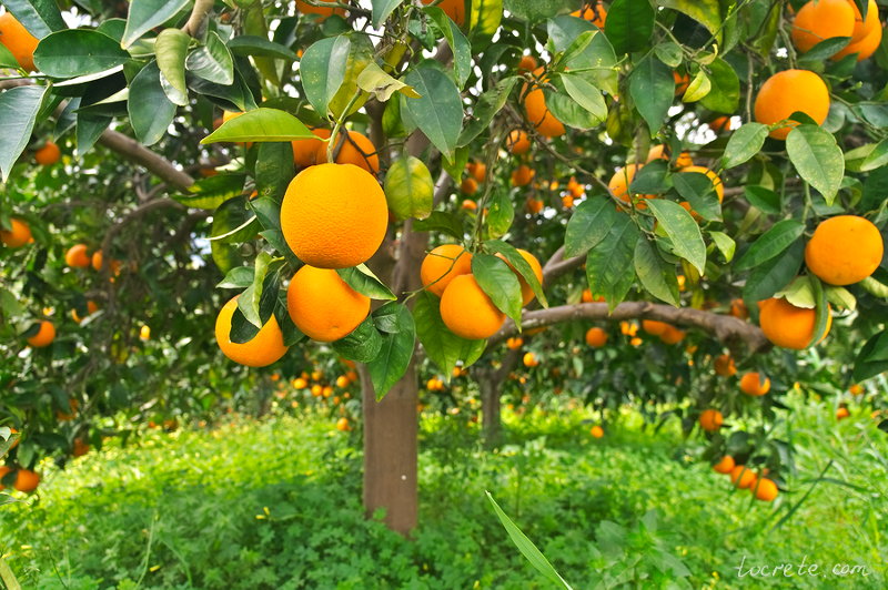 Апельсиновое дерево. Остров Крит