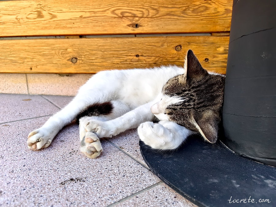 Коты и кошки Панормо, Греция, о. Крит