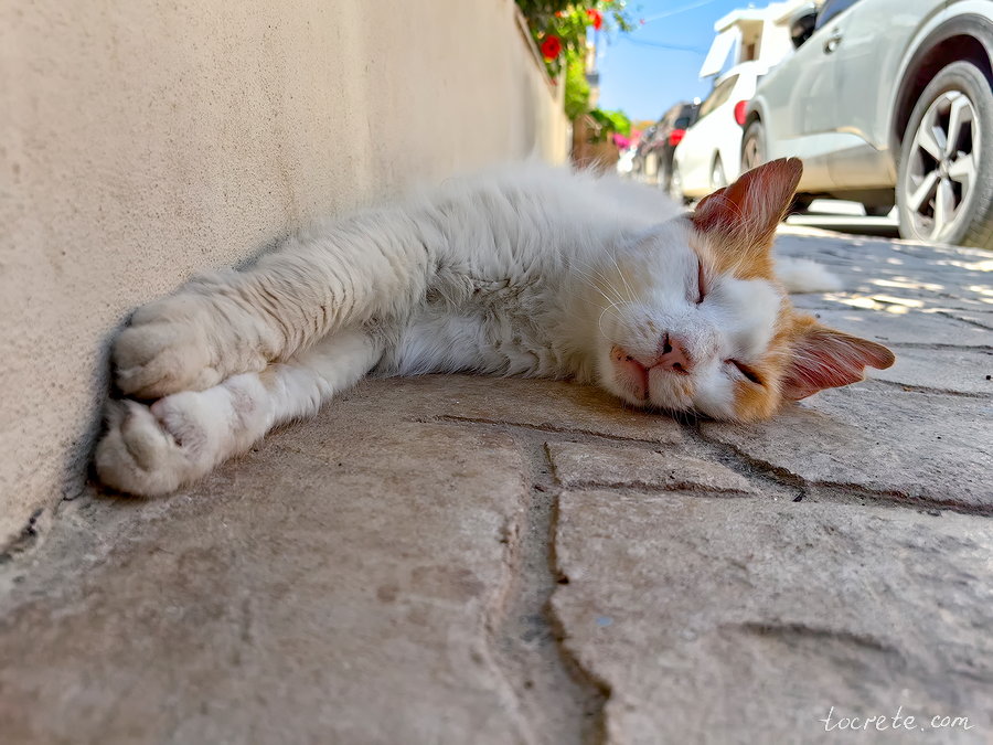 Коты и кошки Панормо, Греция, о. Крит