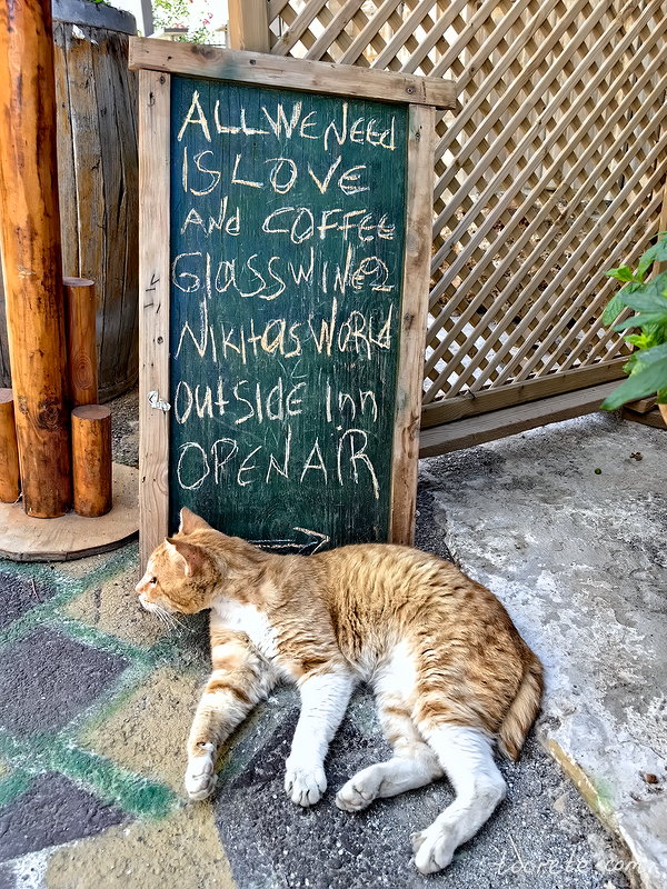 Коты и кошки Панормо, Греция, о. Крит