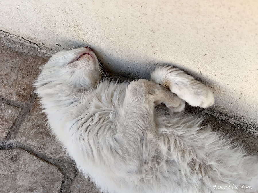 Коты и кошки Панормо, Греция, о. Крит