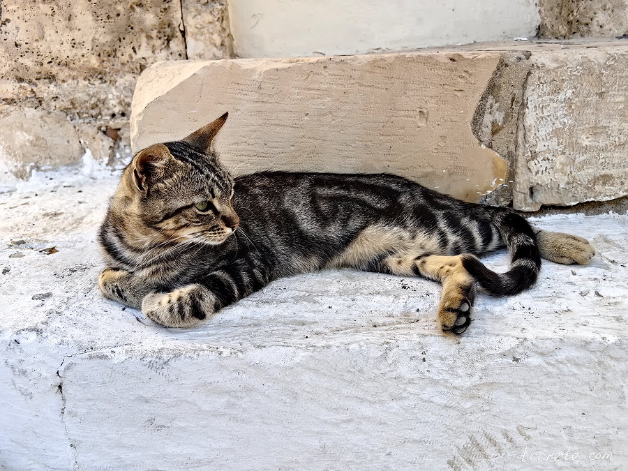 Коты и кошки Панормо, Греция, о. Крит