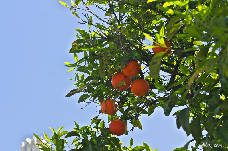 Критские апельсины