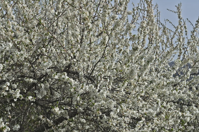 Цветущее дерево на плато Лассити
