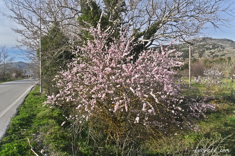 Цветущее персиковое дерево на плато Лассити