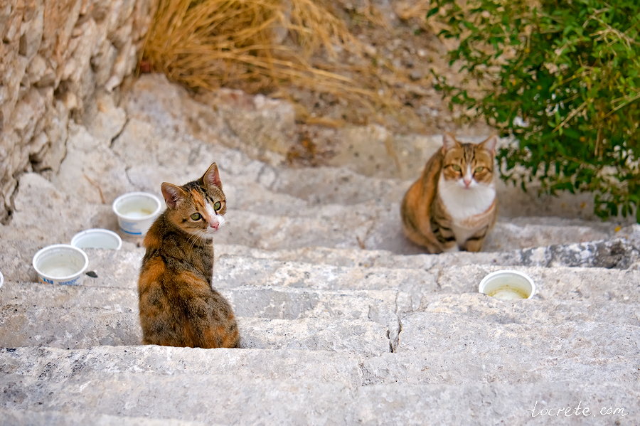Критские коты и кошки