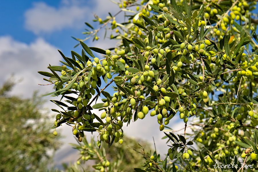Оливки на Крите