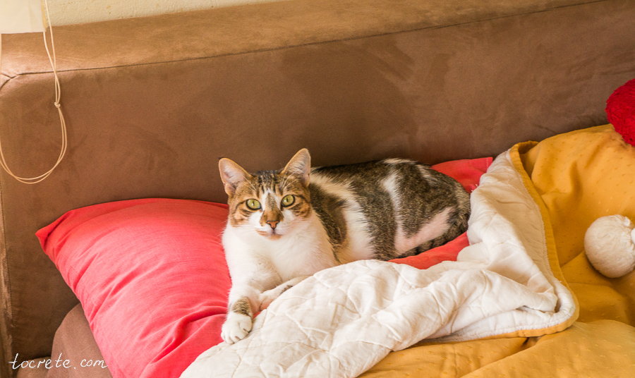 Коты и кошки на Крите