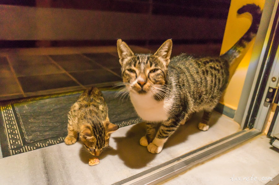 Критские коты и кошки