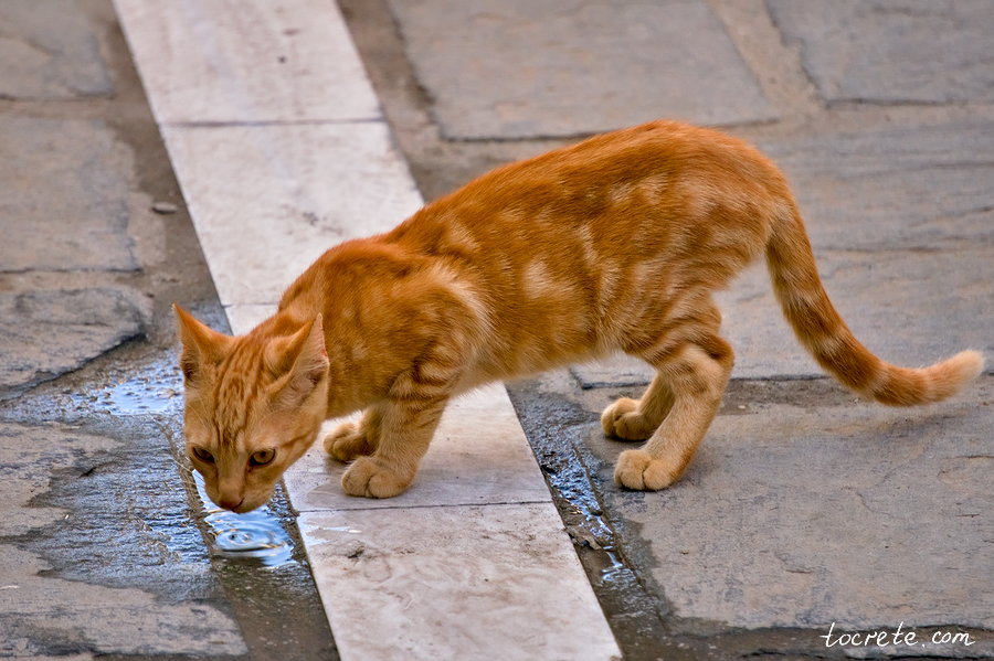 Коты и кошки на Крите