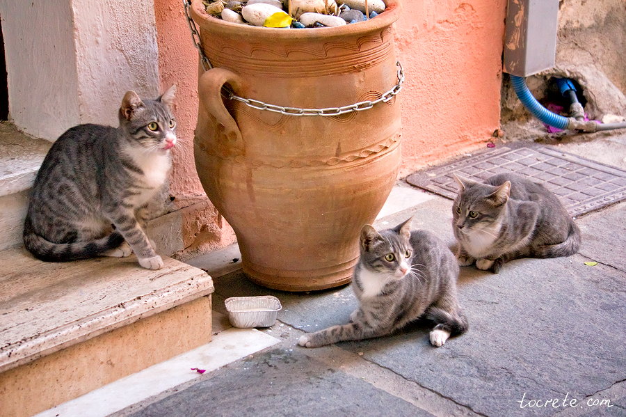 Коты и кошки на острове Крит
