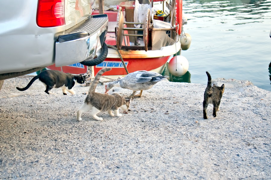 Коты и кошки на острове Крит