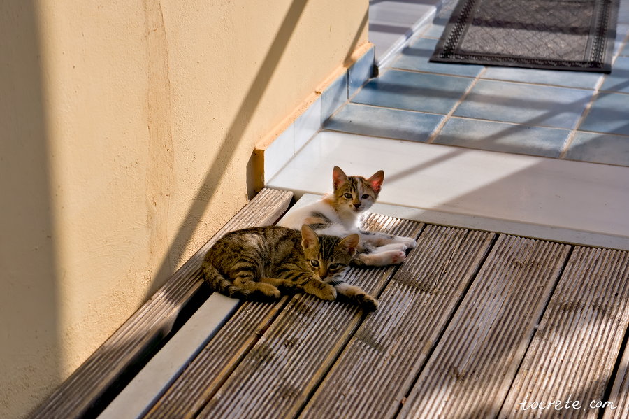 Коты на острове Крит. Греция в октябре