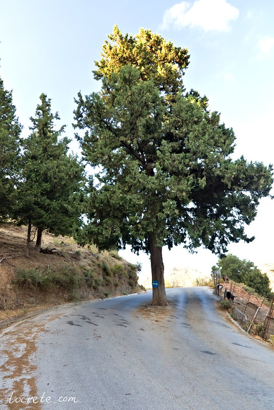 Дерево посреди дороги Терисо - Дракона. Крит, Греция