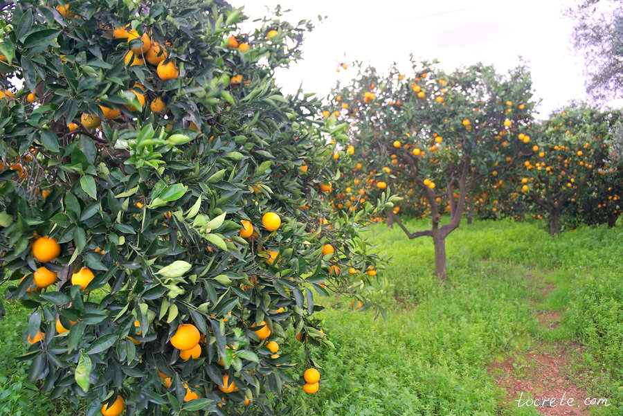 Апельсины на Крите. Декабрь 2018