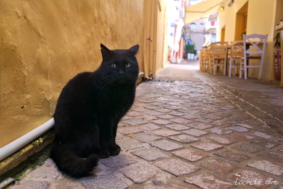 Чёрный кот в Ханье. Зима на Крите 2018