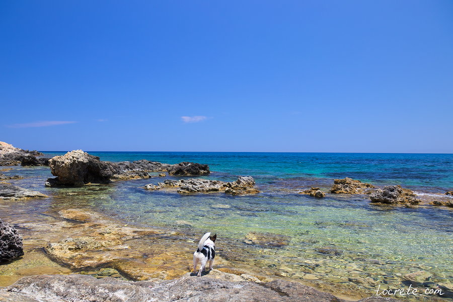 Джек рассел терьер на море. Крит,  июнь 2019