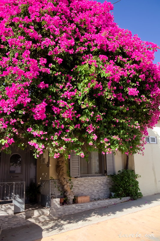 Деревня Фоделе. Греция, Крит. Июнь 2019