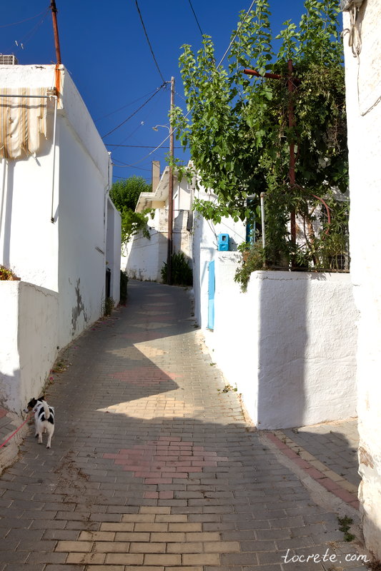Деревня Фоделе. На Крит с собакой. Июнь 2019